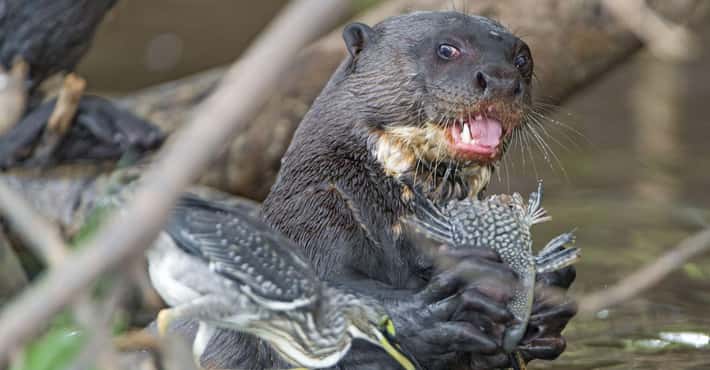 Otters Are Cute and Bloodthirsty