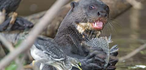 Terrifying Reasons Why Otters Are Not As Cute And Cuddly As They Appear