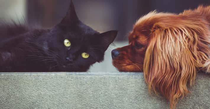 What Makes Cats and Dogs So Very Different
