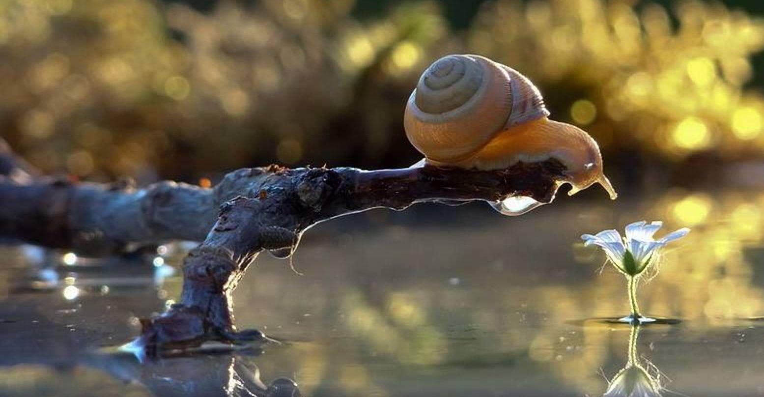 15 Ridiculously Cute Snail Photos That Will Make Your Heart Melt