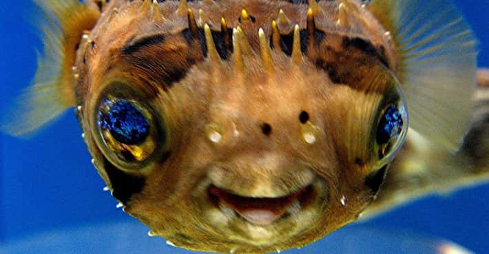 Cool / Scary Facts About Sea Creatures