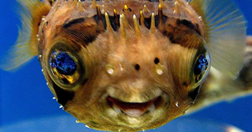 Cool Fish Facts | Sea Animals & Ocean Life Trivia