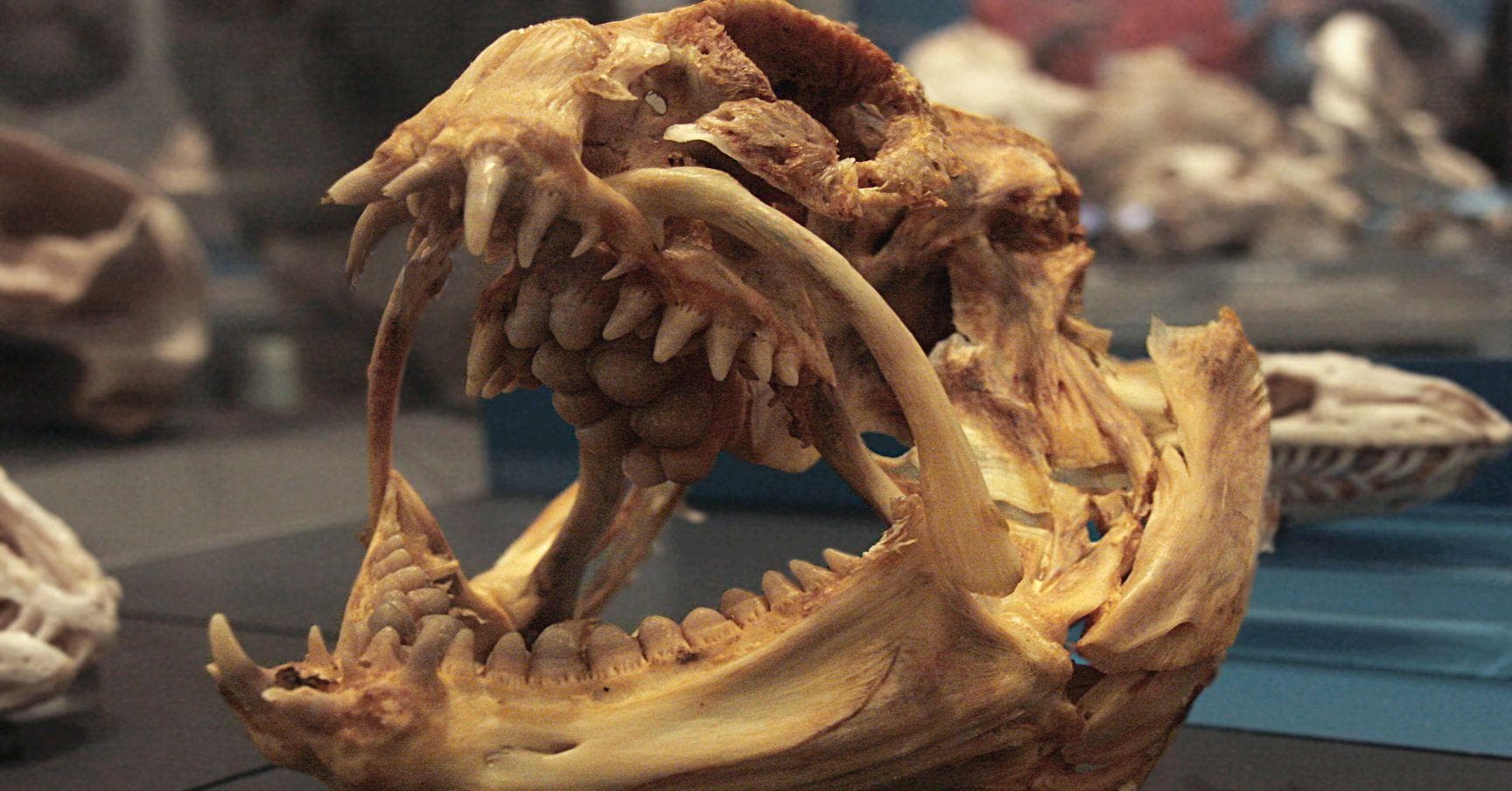 Wild-Looking Animal Skeletons That Made Us Say 'Whoa'