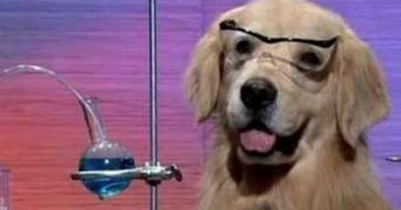 I Have No Idea What I'm Doing Meme | List of Science Dog Memes