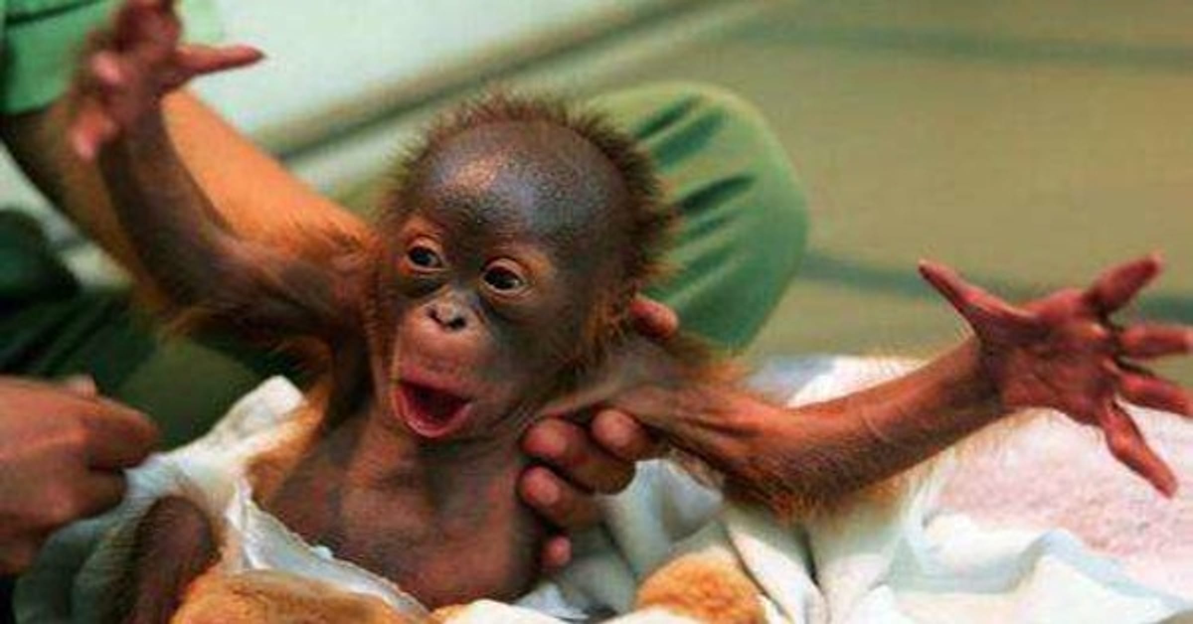 cutest baby monkey in the world