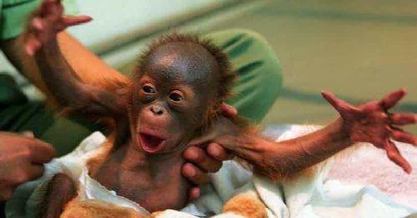 7 Intolerably Cute Baby Monkey Videos