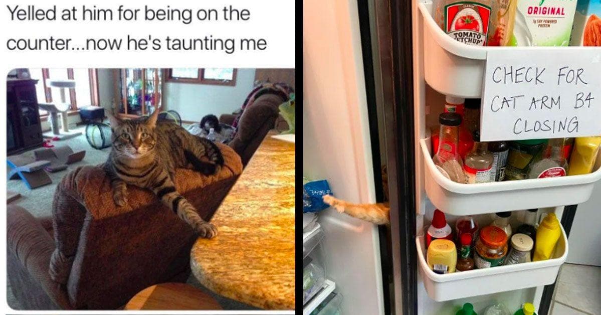 Cat Photos That Proves They Are The World's Biggest Jerks