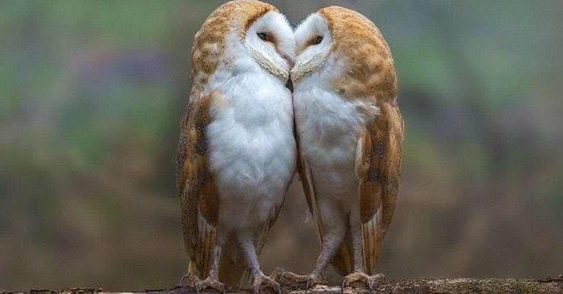 Monogamous Animals List of Animals That Mate For Life