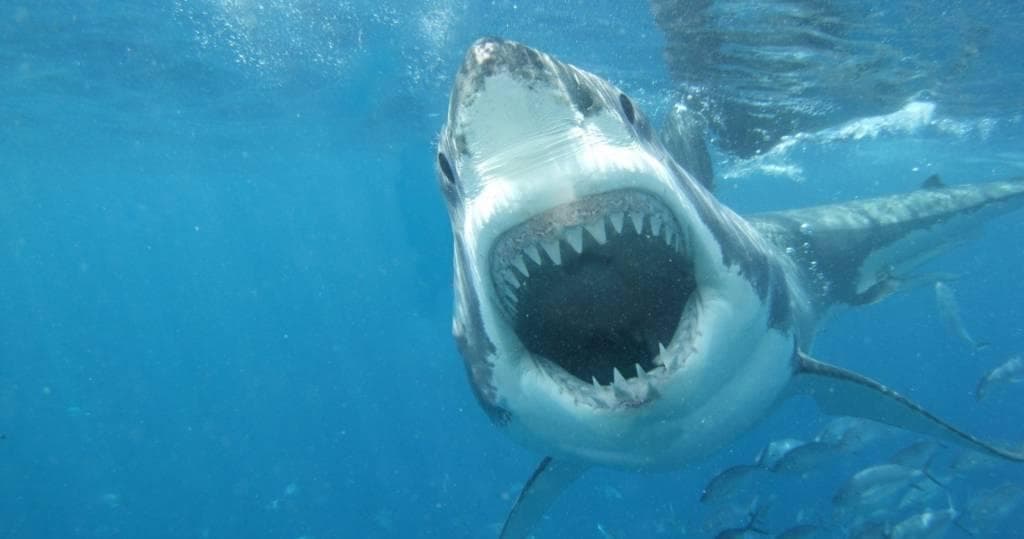 Shark Attacks: Pictures, Information About Sharks