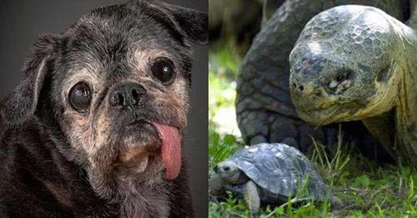 Longest Living Animals | Oldest Animals List