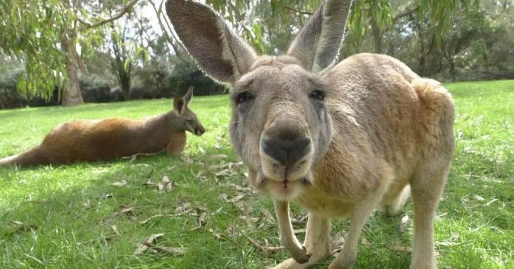 25 Interesting Facts About Marsupials