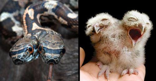 19 Two-Headed Animals With Polycephany (Photos)