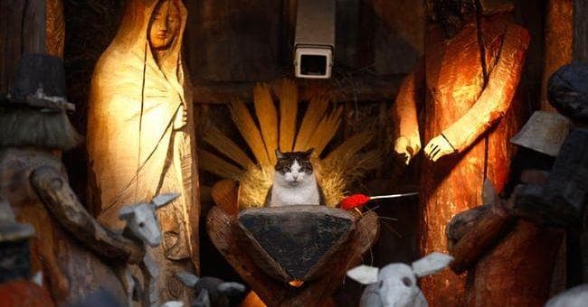 Cats in Nativity Scenes  Funny Cat Christmas Pictures