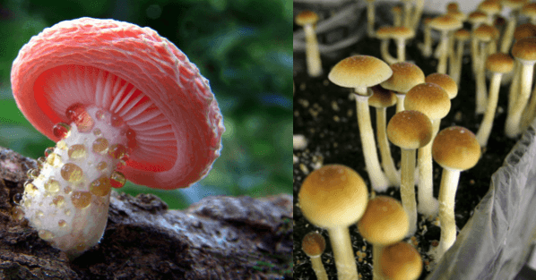 27 Amazing Facts About Mushrooms That'll Blow Your Mind