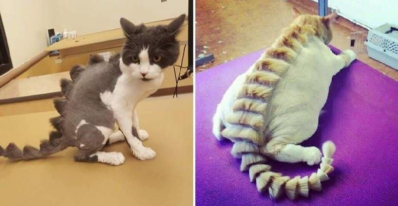 Cats Who Are Not Happy with Their New Hair Styles