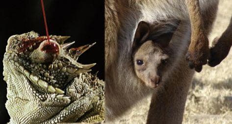 Uncommon Anatomical Facts About Common Animals