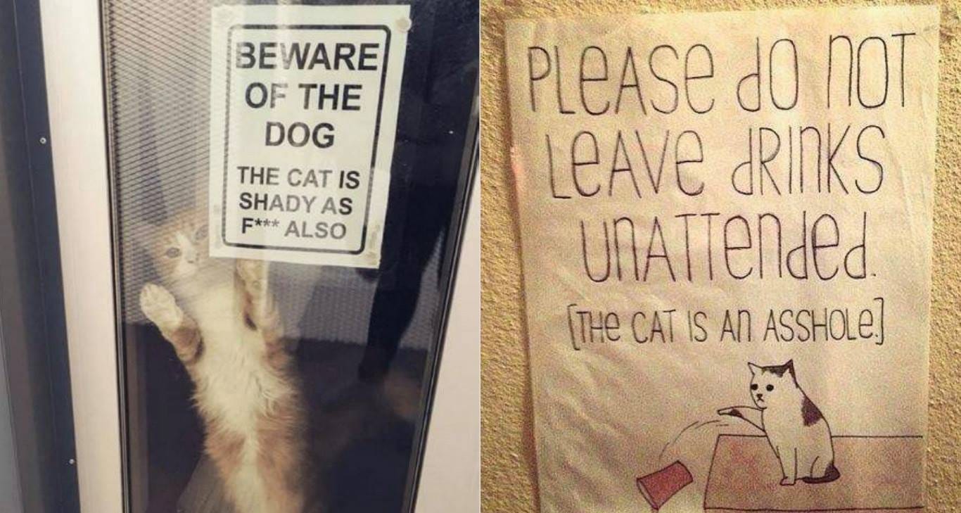 22 Funny Beware Of Cat Signs To Be Taken Seriously 1243