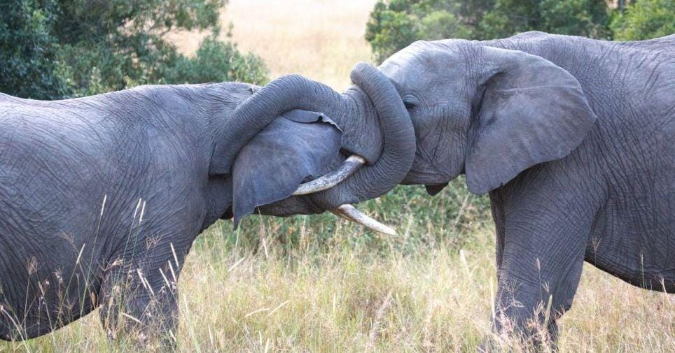 Fascinating Answers To All Your Questions About How Elephant Sex Works 