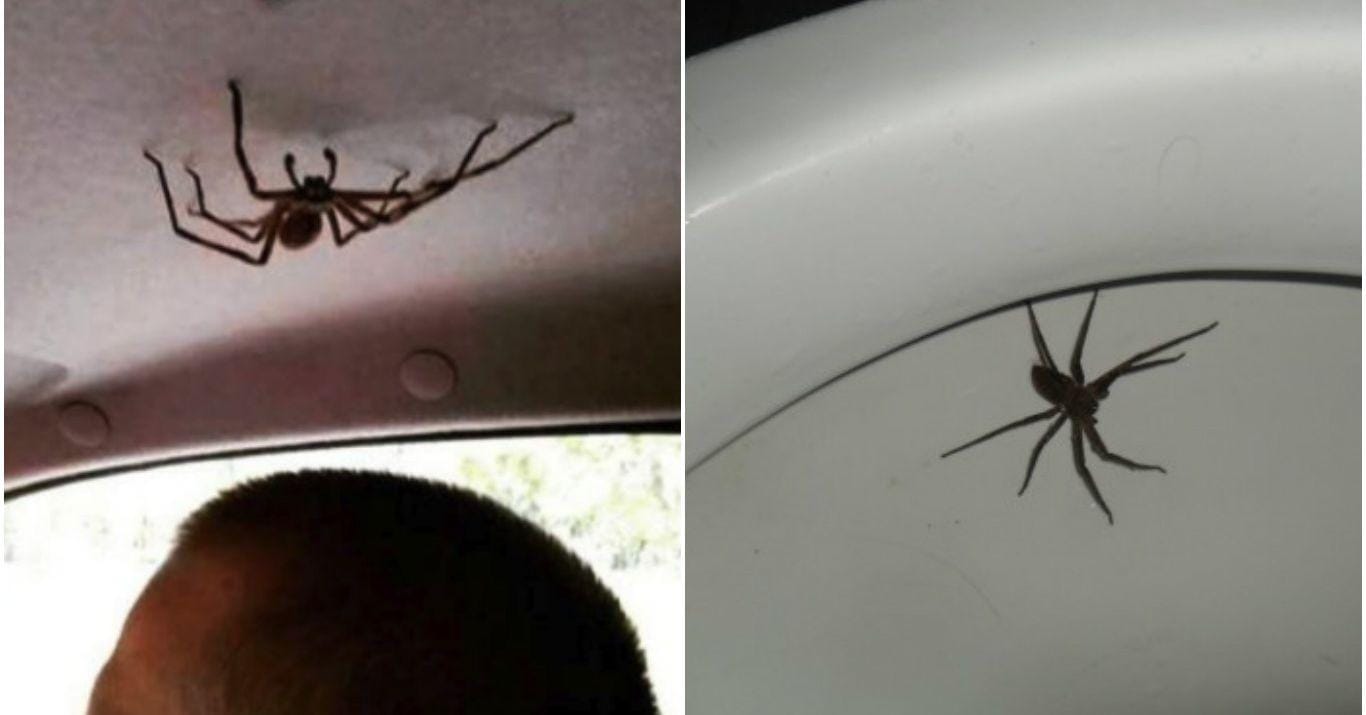 23 Scary Photos of Spiders Hiding Where They Shouldn't Be