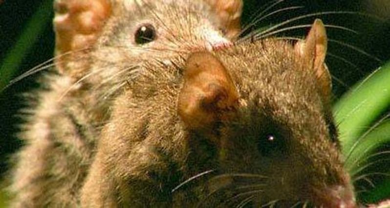 free animal sex video