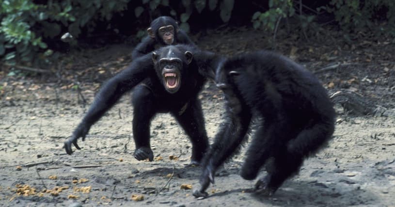 chimpanzee fight
