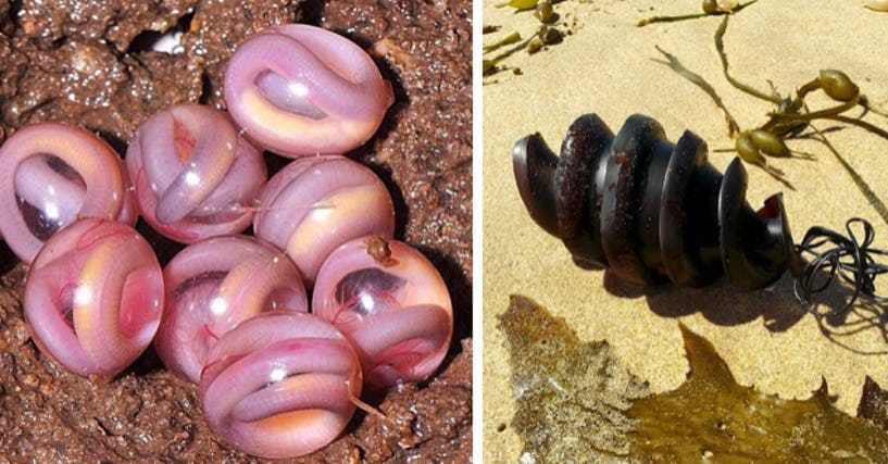 18 Weird Animal Eggs That Will Make You Glad To Be A Mammal