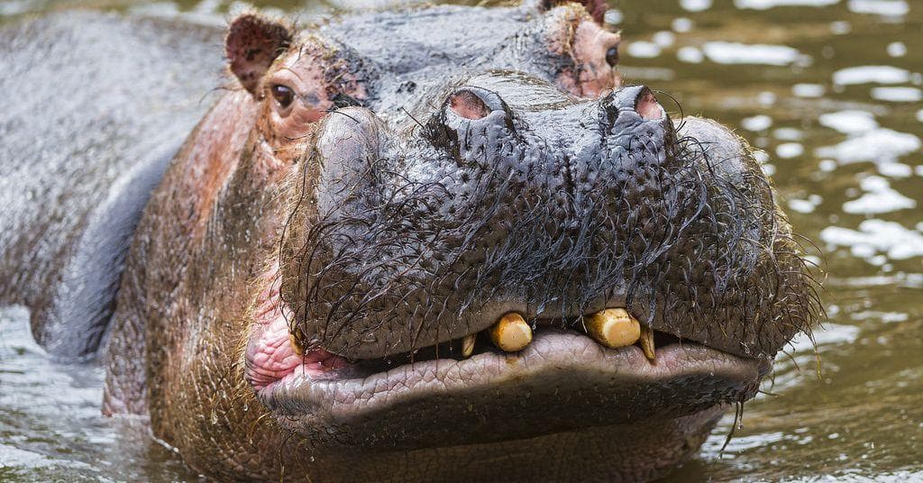 16 Animals With Truly Bizarre Mating Rituals