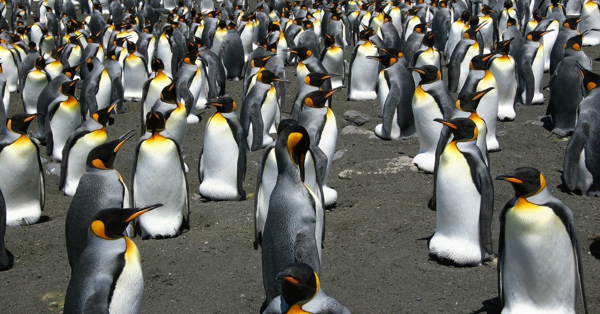 The 14 Cutest Facts About Penguins That Will Make You Love Them More