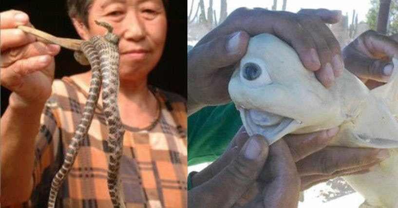 15 Animals Born With Bizarre Genetic Mutations (Photos)