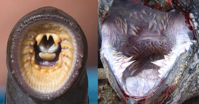 15 Terrifying Animal Mouths That Are Upsetting To Even Look At