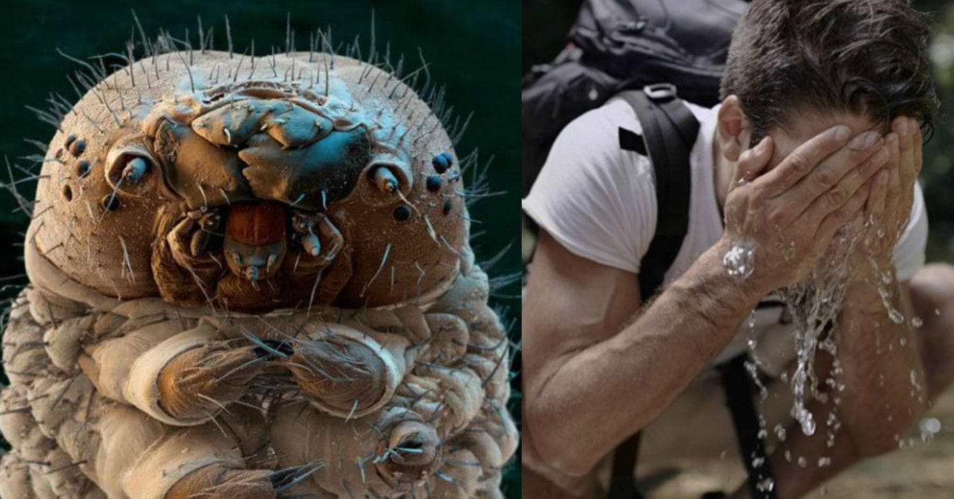 12 Disgusting Creatures That Live On Your Body