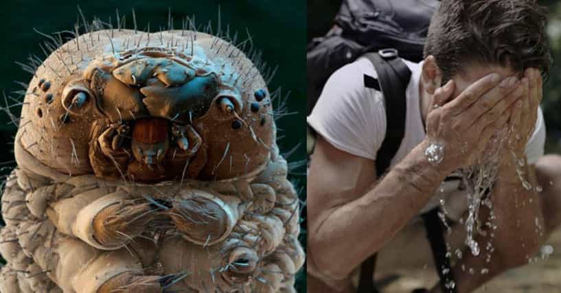 12 Disgusting Creatures That Live On Your Body