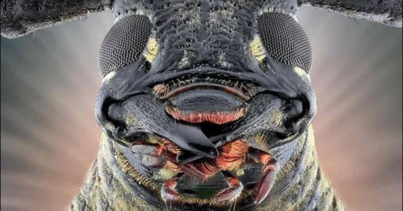 24 Disturbing Close-Up Pictures Of Insect Faces