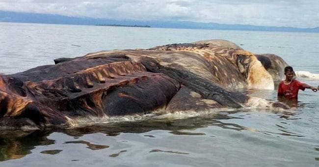 The Legend Of The Kraken Vs. The Actual Giant Squid