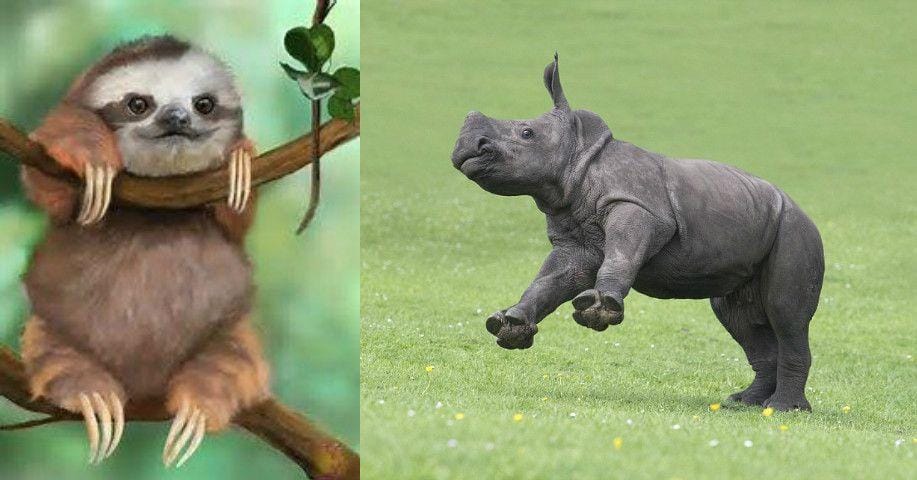 Animals So Ugly They're Actually Super Adorable