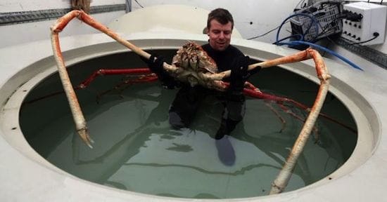 11 Creepy Facts About Japanese Spider Crabs