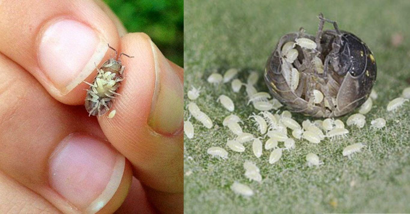 10 Things Most People Don't Know About Pill Bugs