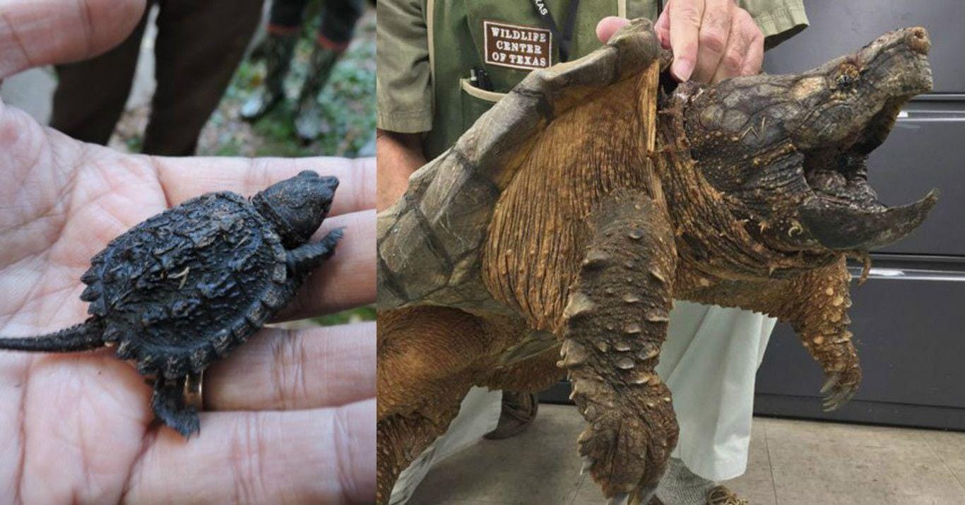 alligator snapping turtle toys