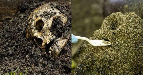 Famous Dead Bodies On Display