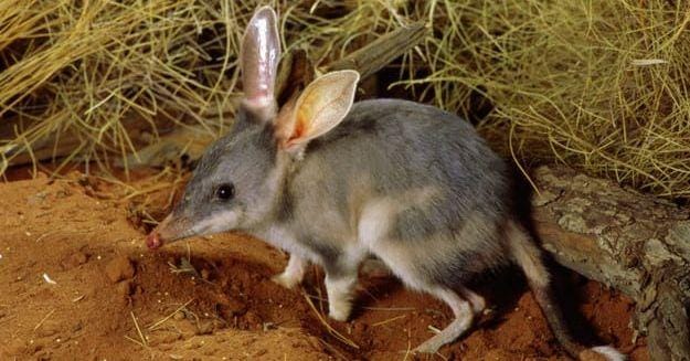 The Bilby Is The Cutest Animal You've Never Heard Of