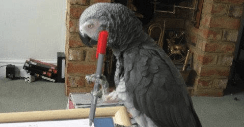 10 Animals Species That Can Actually Laugh