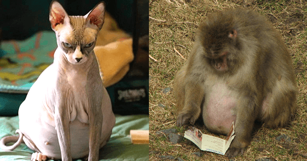 21 Pictures Of Pregnant Animals You've Probably Never Seen Before