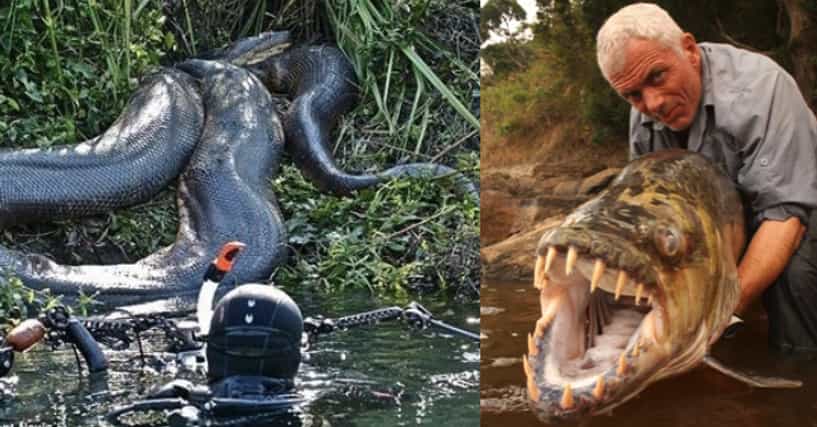 The 15 Scariest Things Found In The Amazon River