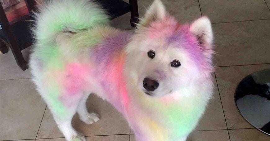 12 Reasons Why It's Horrible To Dye Your Dog's Fur