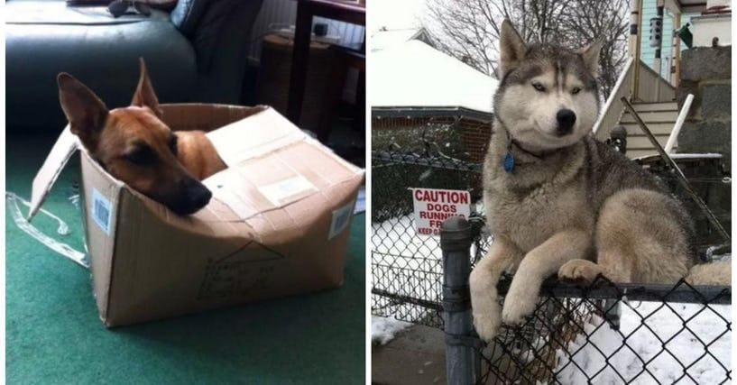 22 Hilarious Pictures of Dogs Acting Like Cats