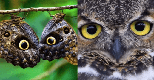 Animal Imposters 15 Creatures That Fake It To Make It