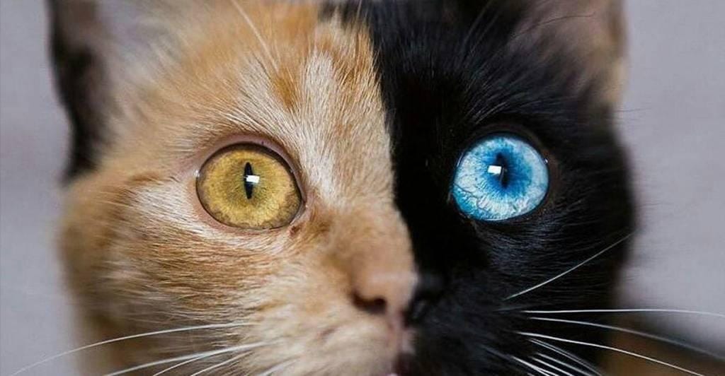 16 Gorgeous Chimera Animals (Photos)