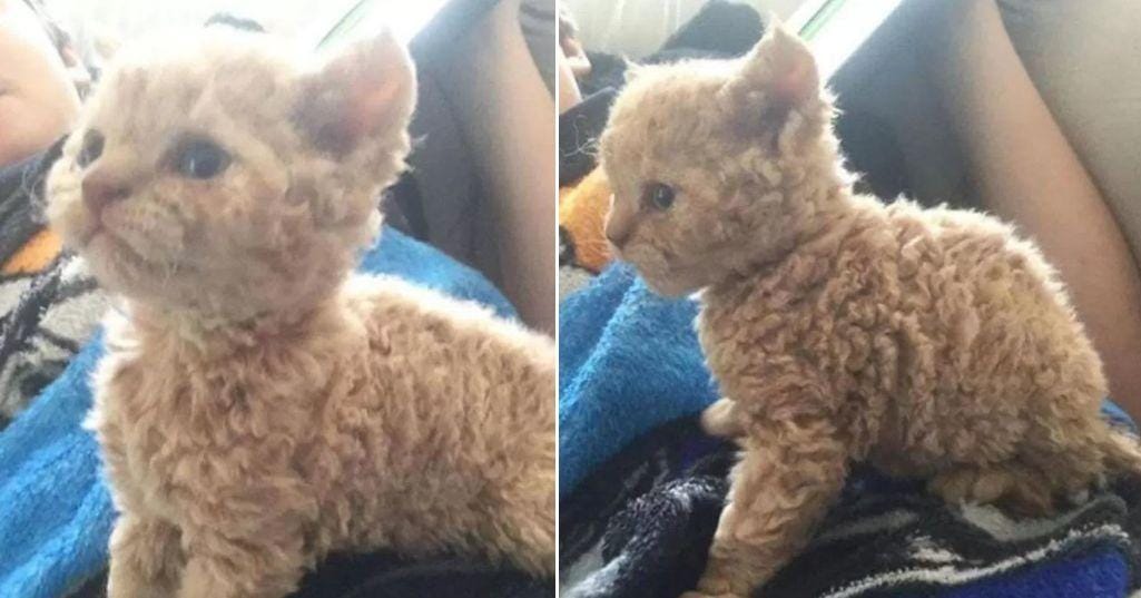 Curly Haired Cats Are The Latest Obsession