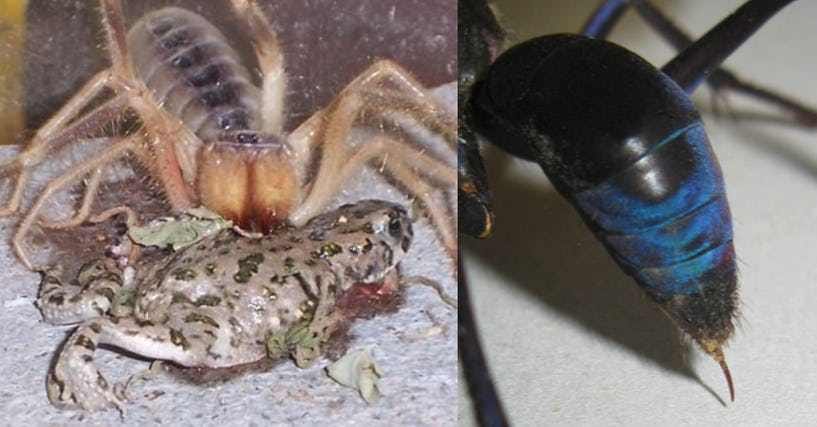 the-12-scariest-and-weirdest-animals-in-arizona