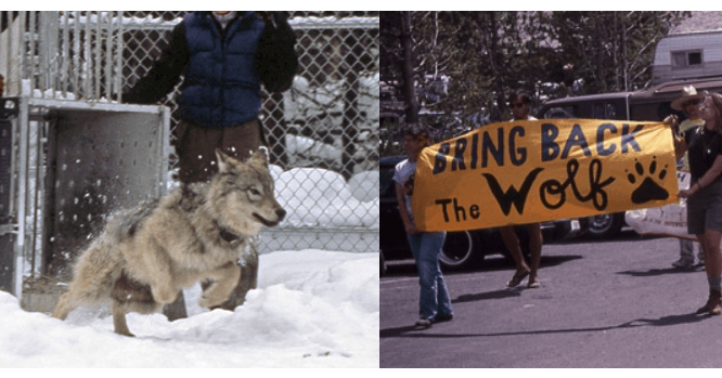 What Happened When Wolves Were Introduced Back Into Yellowstone